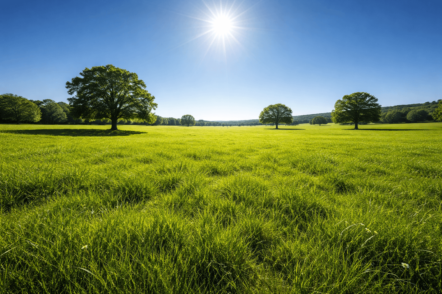 sunny green meadow landscape.jpg